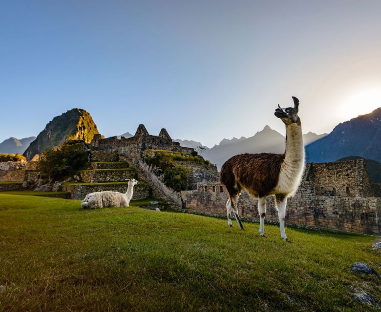 Llamas at first light at Machu Picchu, Peru