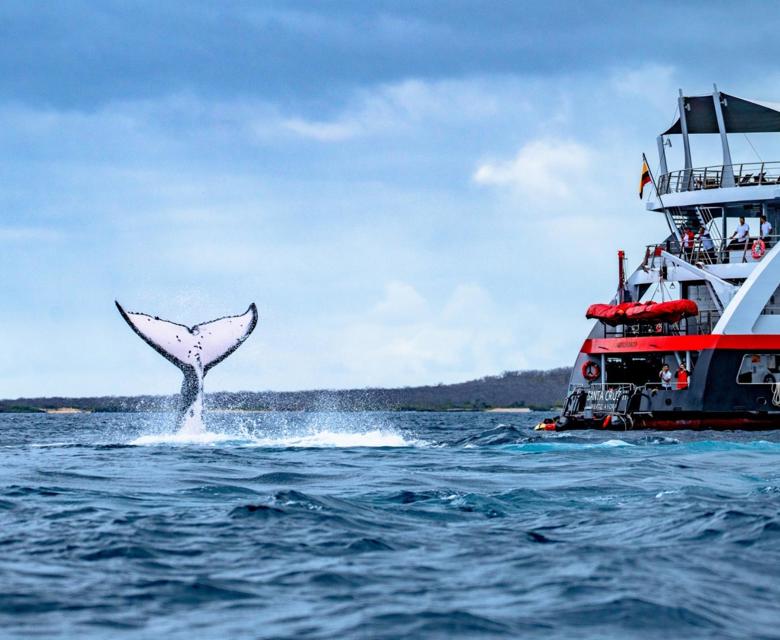 Eden Islet - Whale tail splash Galápagos 