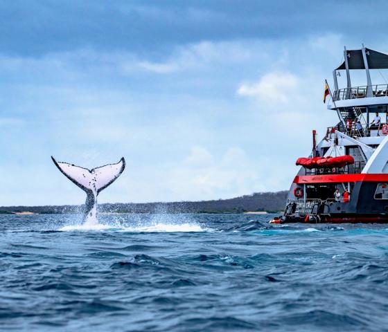Eden Islet - Whale tail splash Galápagos