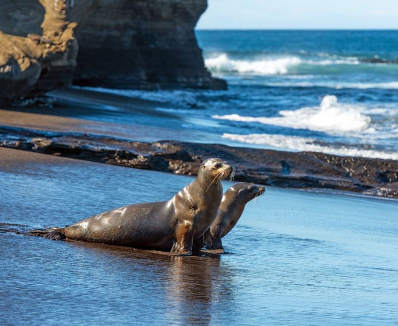 Ecuador - Galapagos Islands - Galapagos Sea Lion