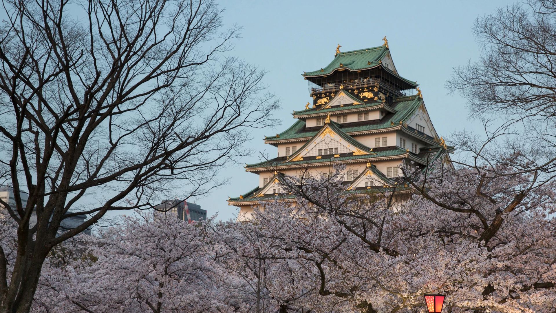 Cherry Blossoms In Osaka, Japan. Image credit: Celebrity Cruises