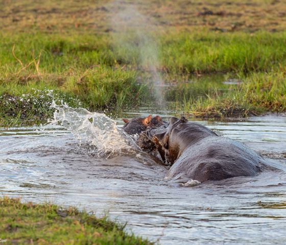 Hippos