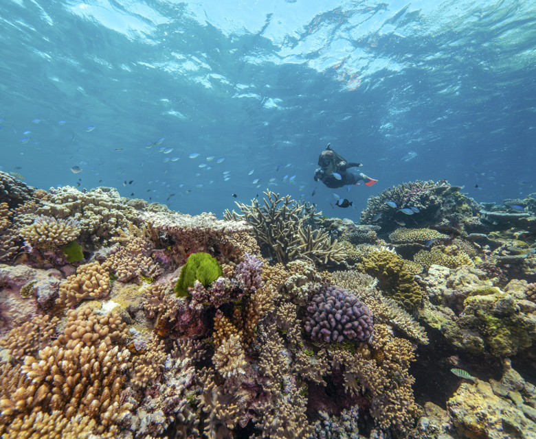 Discover Tropical North Queensland