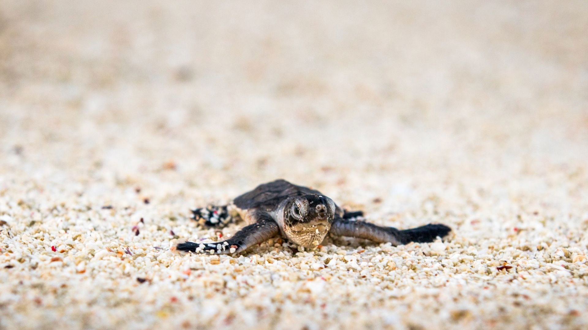 Lady Elliot Island Eco Resort - Turtle Hatched