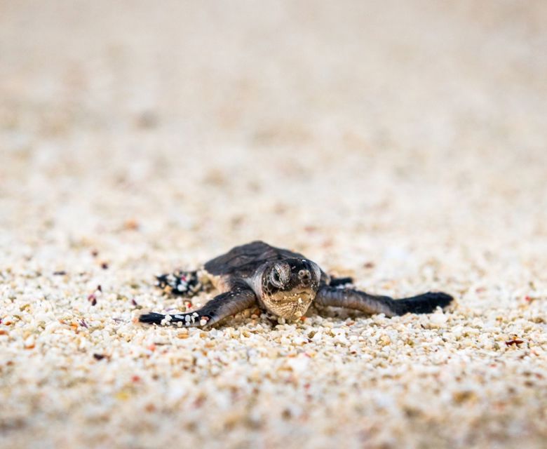 Lady Elliot Island Eco Resort - Turtle Hatched