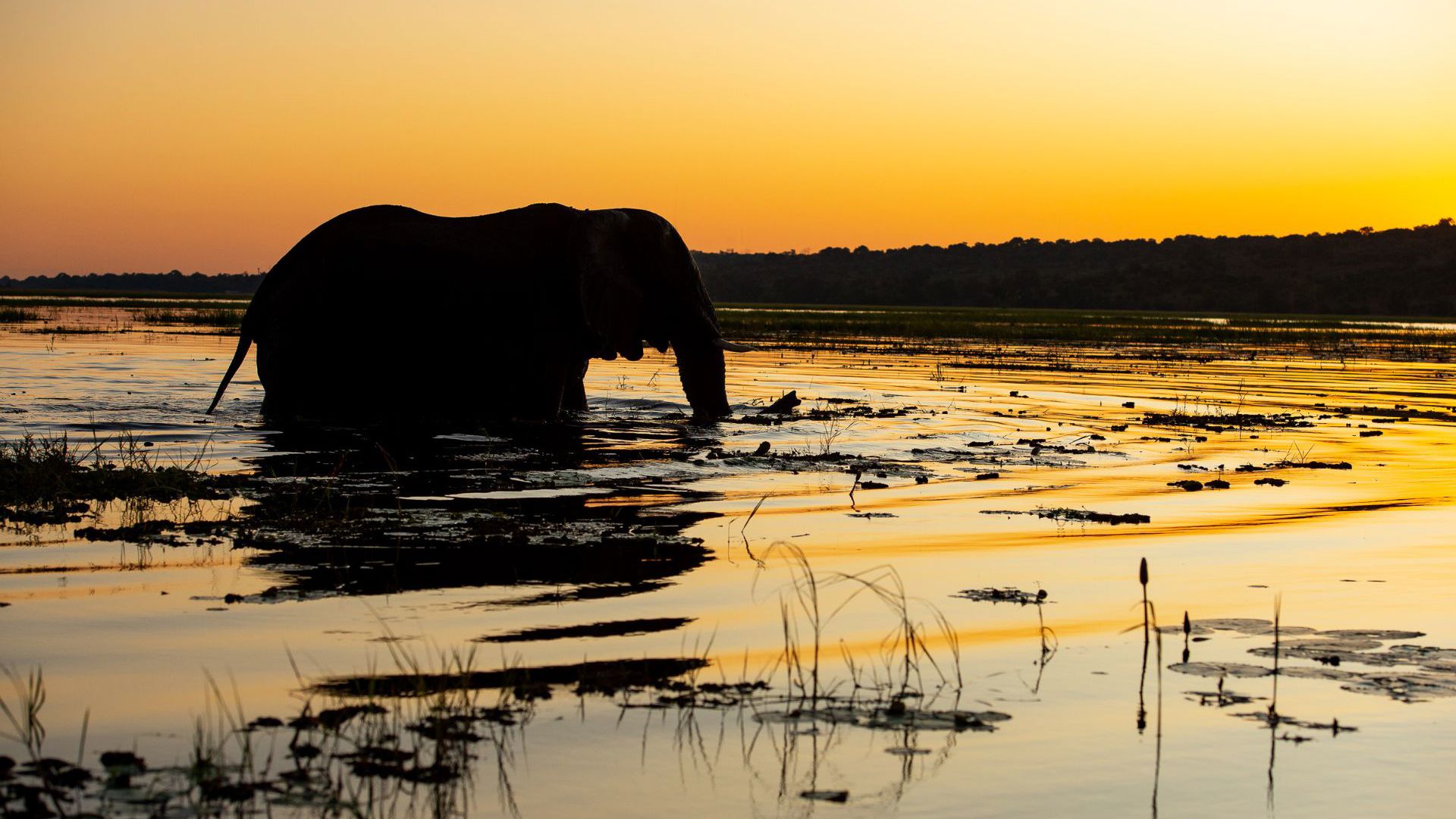 Sunway Botswana Chobe Credit Bruce Taylor