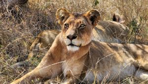 Lion - Viva Expeditions