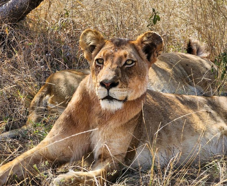 Lion - Viva Expeditions