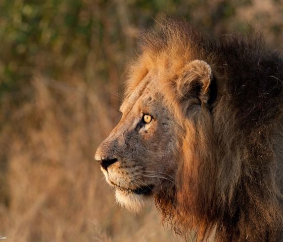 Sunway South Africa Kruger lion Rob Lewis