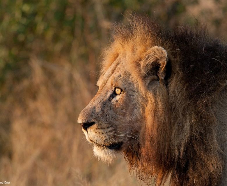 Sunway South Africa Kruger lion. Image credit: Rob Lewis