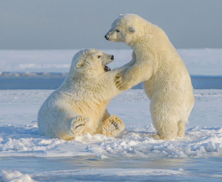 Polar bears