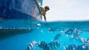 Beachcomber Island Resort - fish feeding