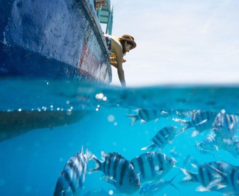 Beachcomber Island Resort - fish feeding
