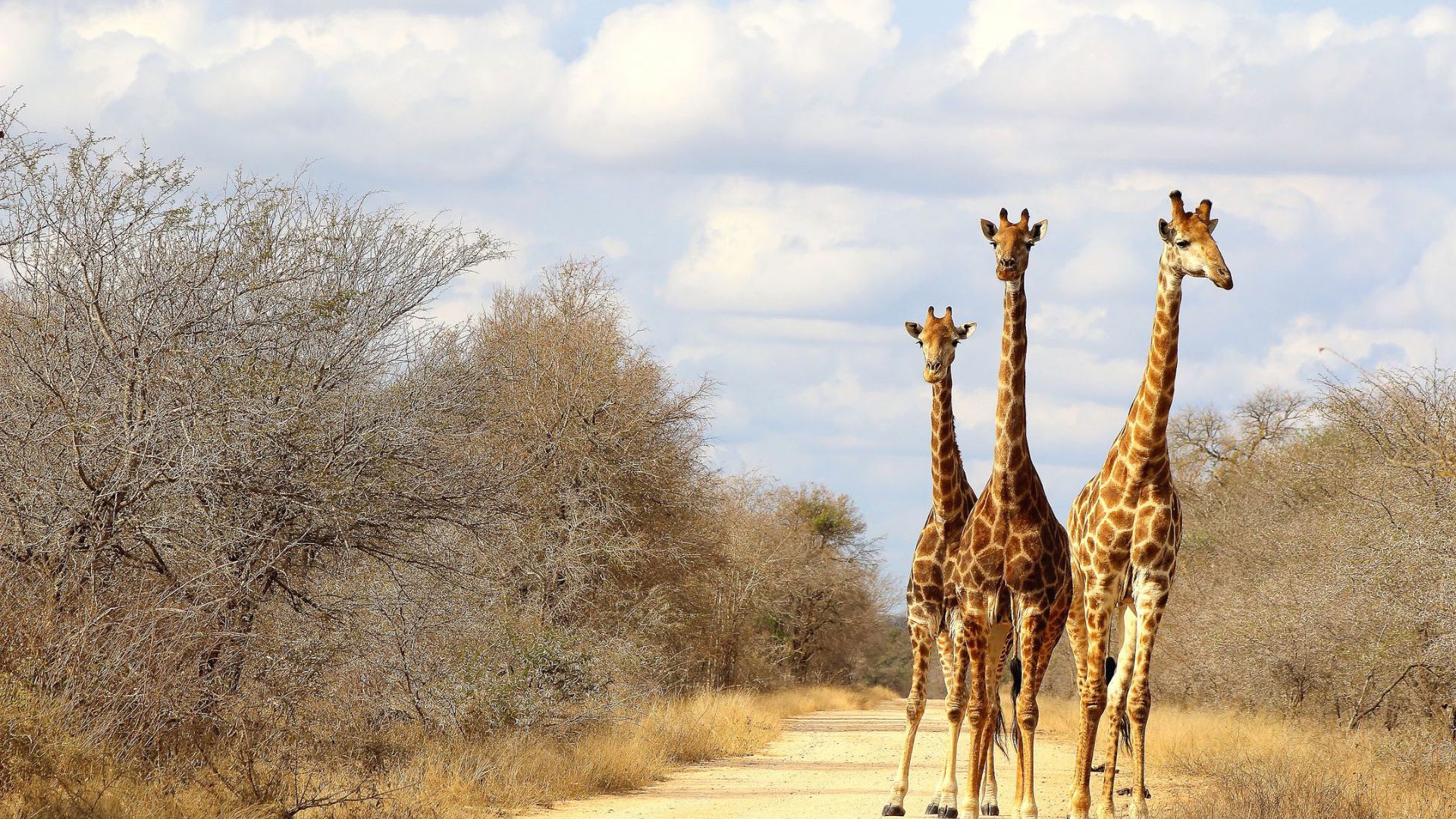 Sunway South Africa Kruger giraffe (Federica Alleti)