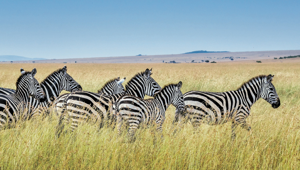 Zebras in Africa