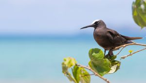 Wildlife Brown Noddy Savala Island Near Lautoka Fiji 