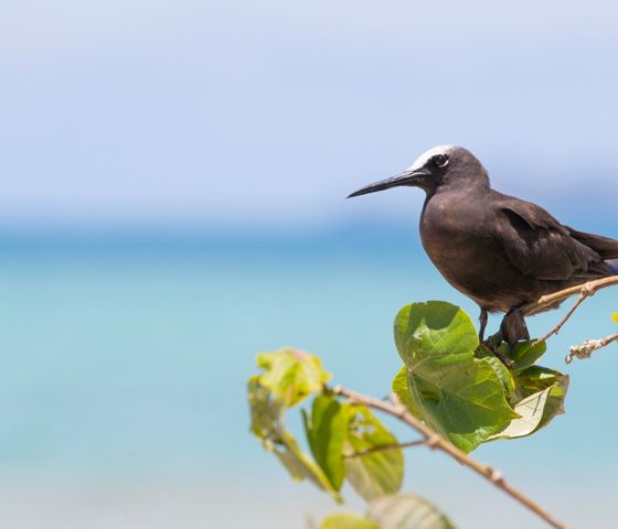 Wildlife Brown Noddy Savala Island Near Lautoka Fiji 