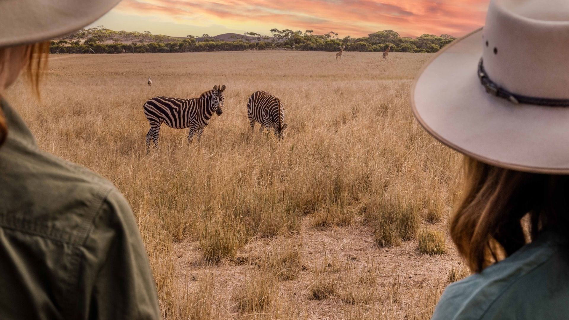 Zebras at Monarto Safari Resort.