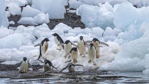 Swan Hellenic Peninsula wildlife Adelies