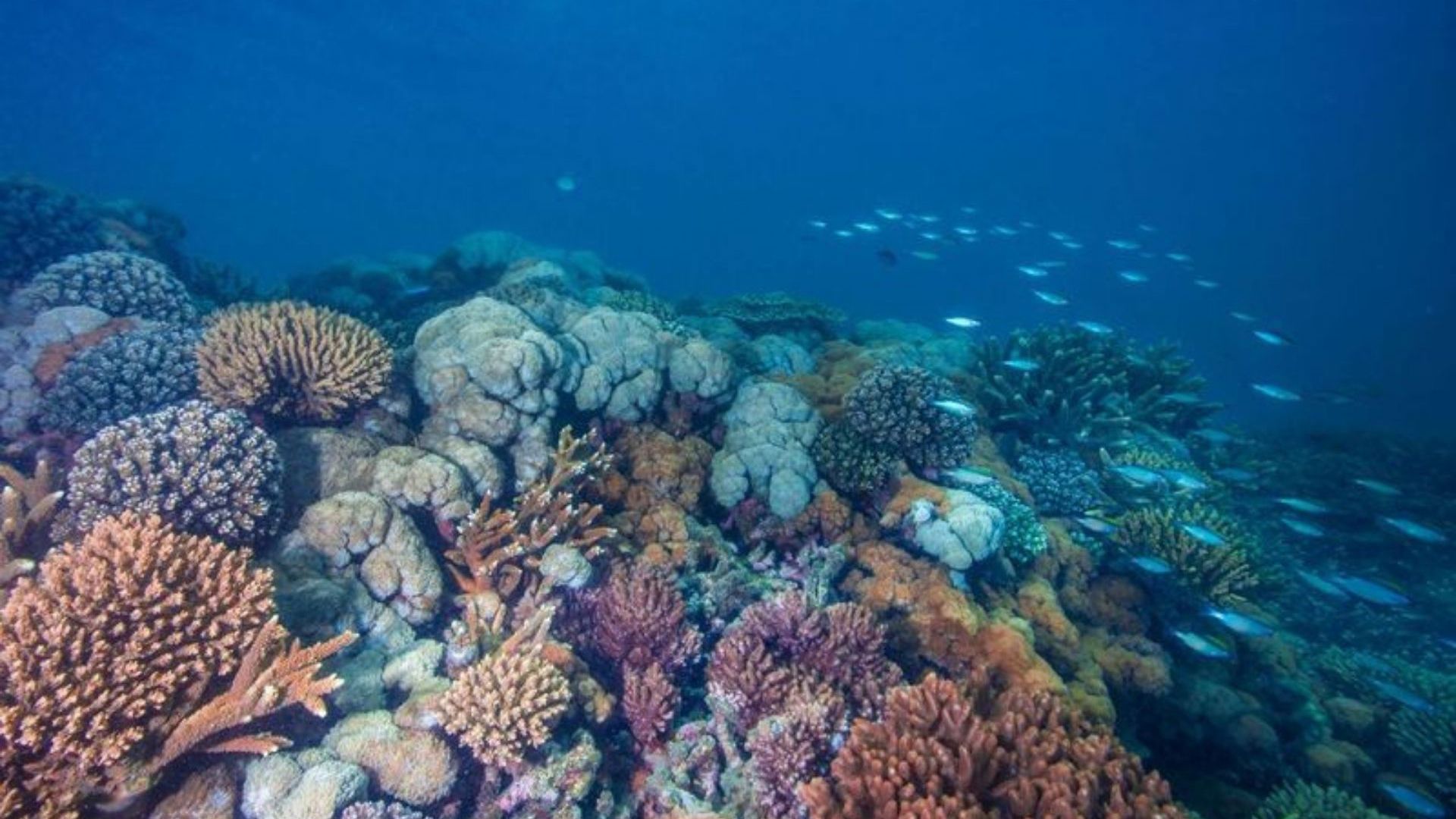Great Keppel Island Reef