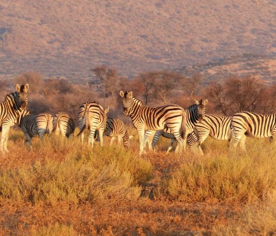 Namibia Zebras © Regent Seven Seas