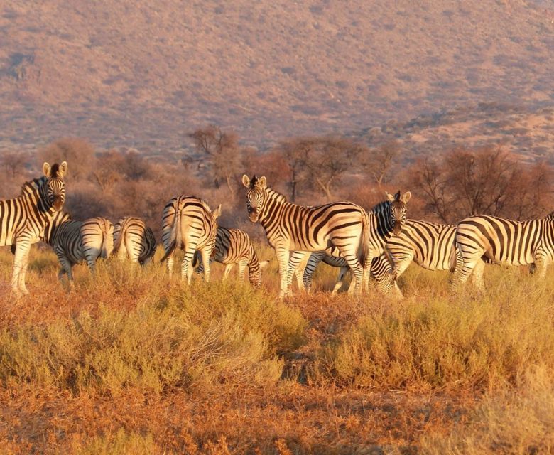 Namibia Zebras © Regent Seven Seas