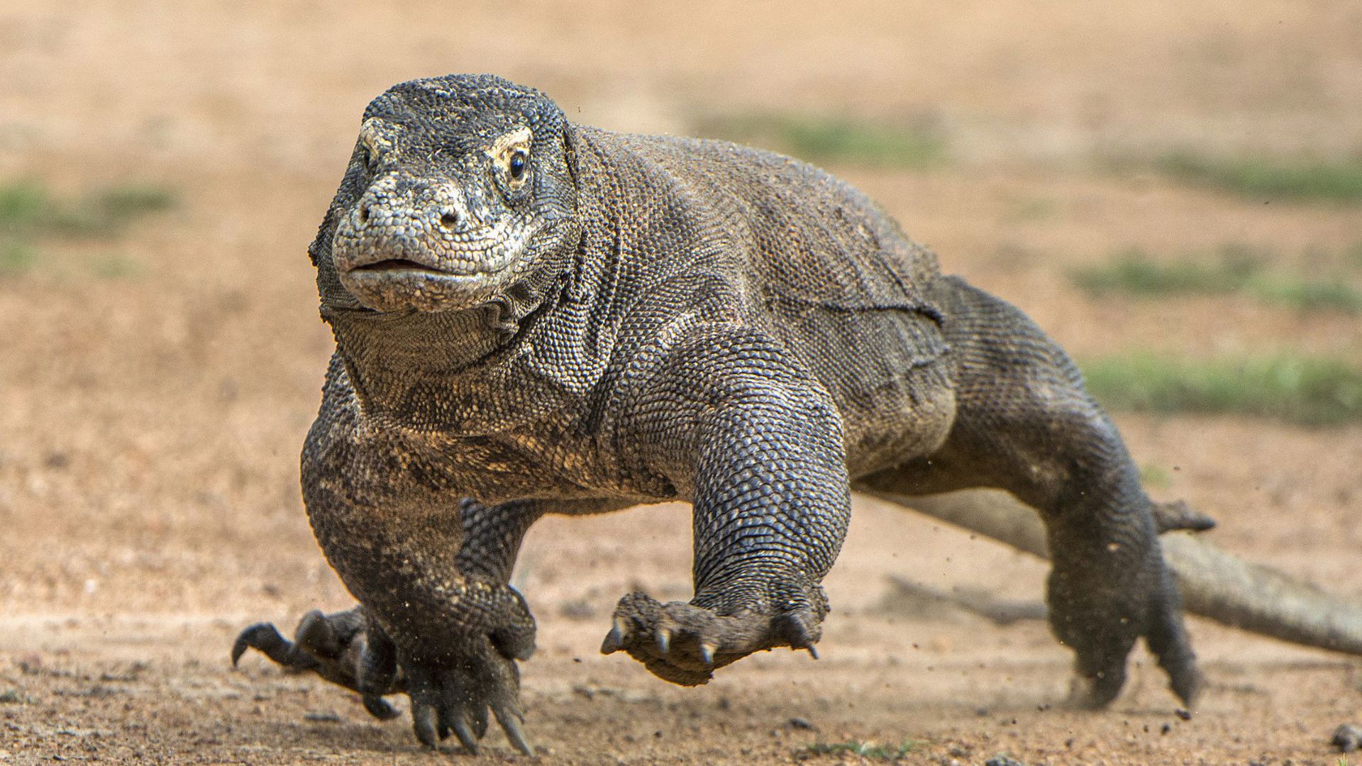 Komodo Dragon