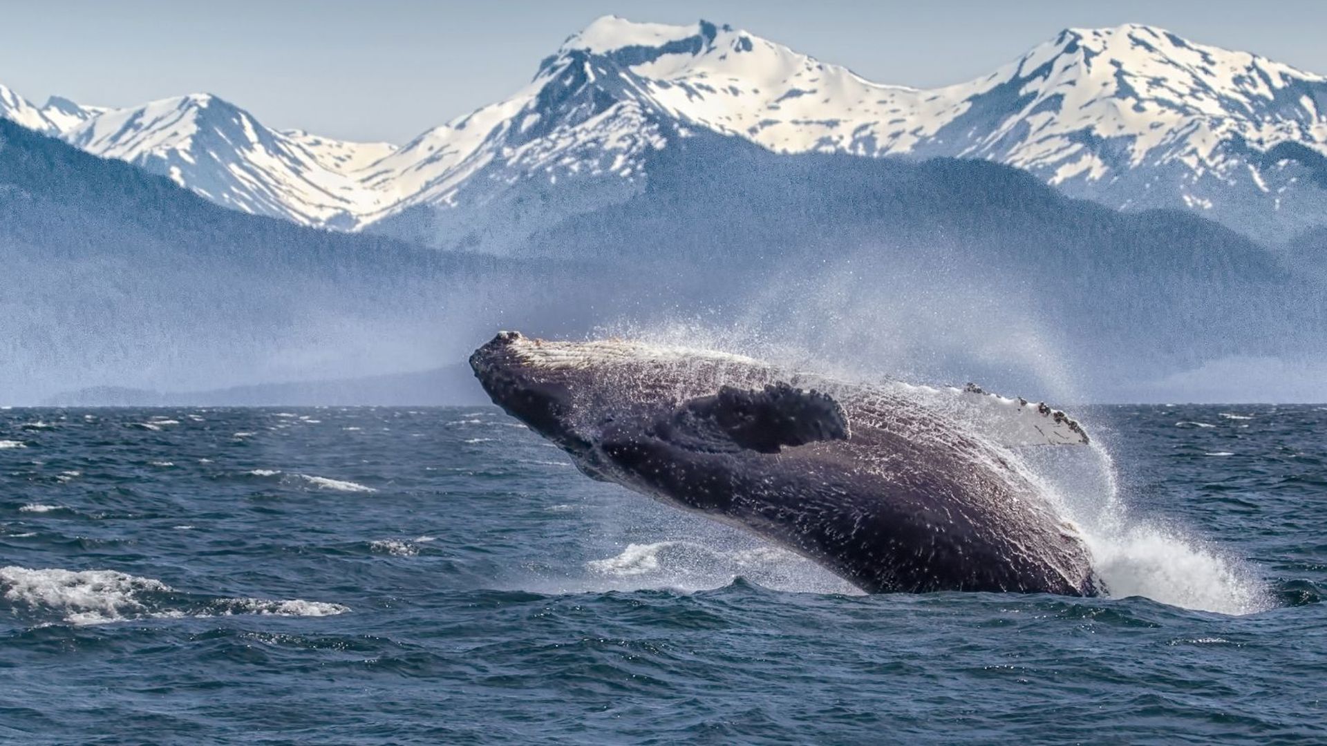 Alaska Glacier Bay National Park Whale