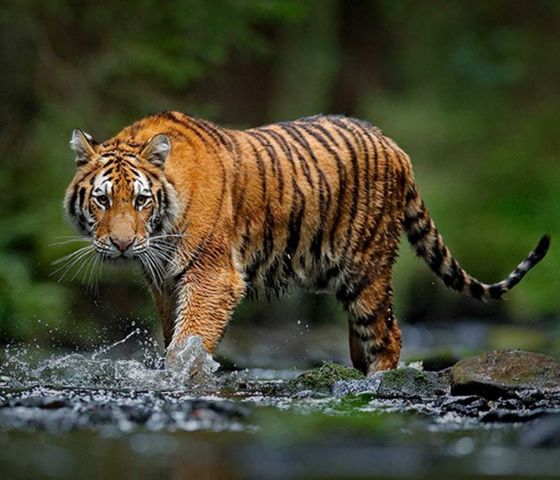 Brahmaputra adventure in India National Park