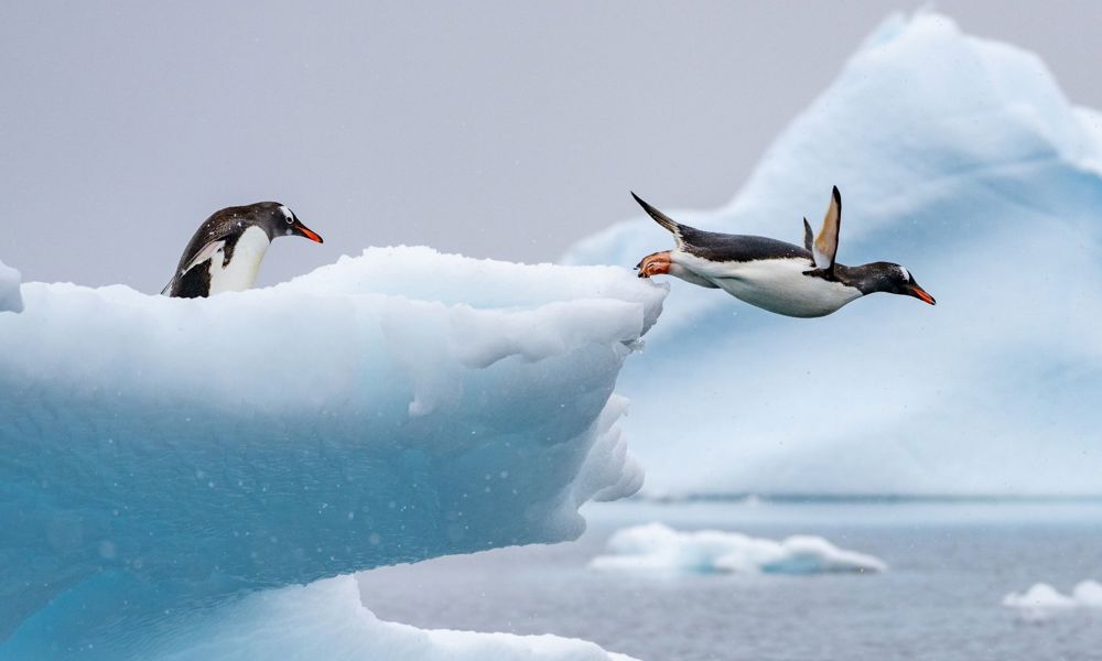 Ice Gentoo Penguin