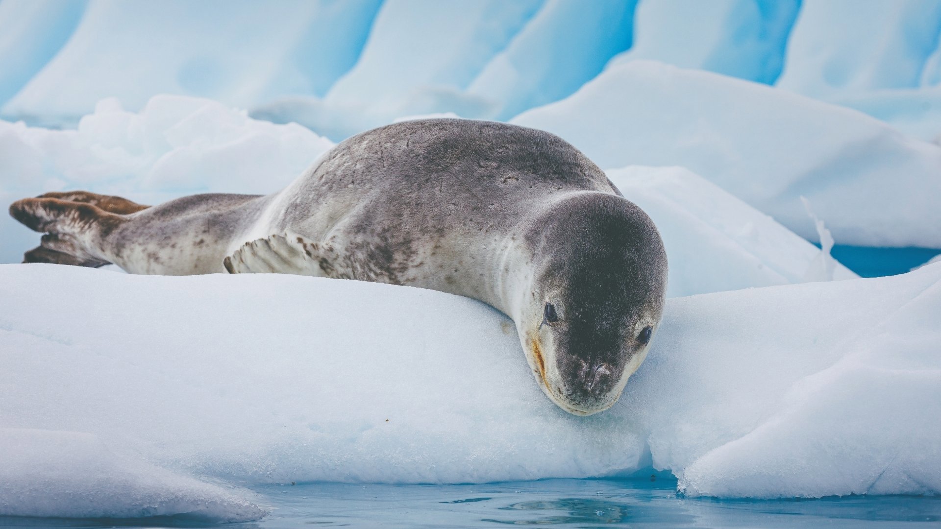 Leopard Seal