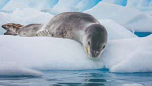 Leopard Seal