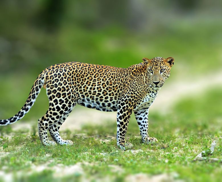 Wildlife Wonders Sri Lanka - Total Holiday Options