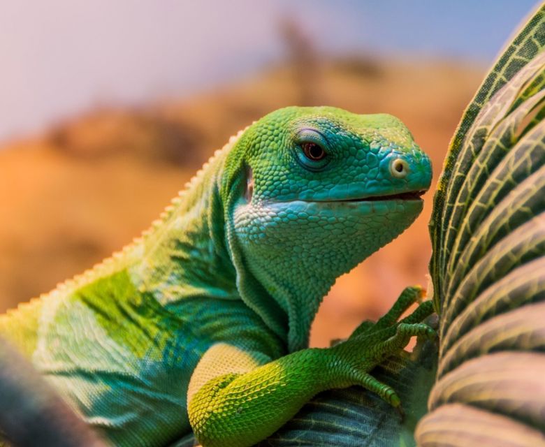 Fiji Banded Iguana