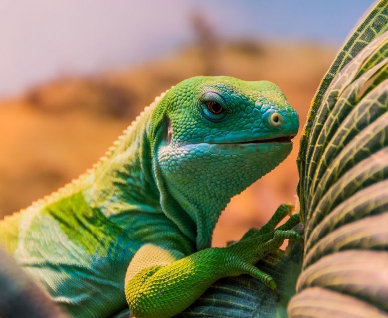 Fiji Banded Iguana