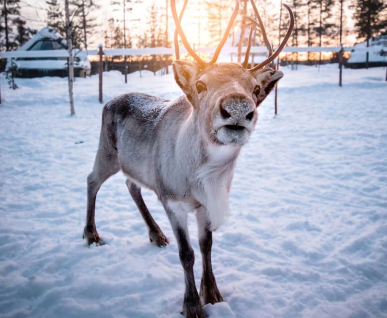 Aurora Village Reindeer © Aurora Village Ivalo 