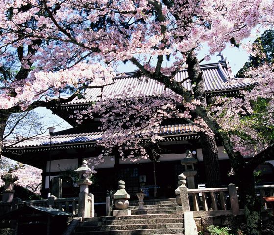 Cherry Blossom in Japan