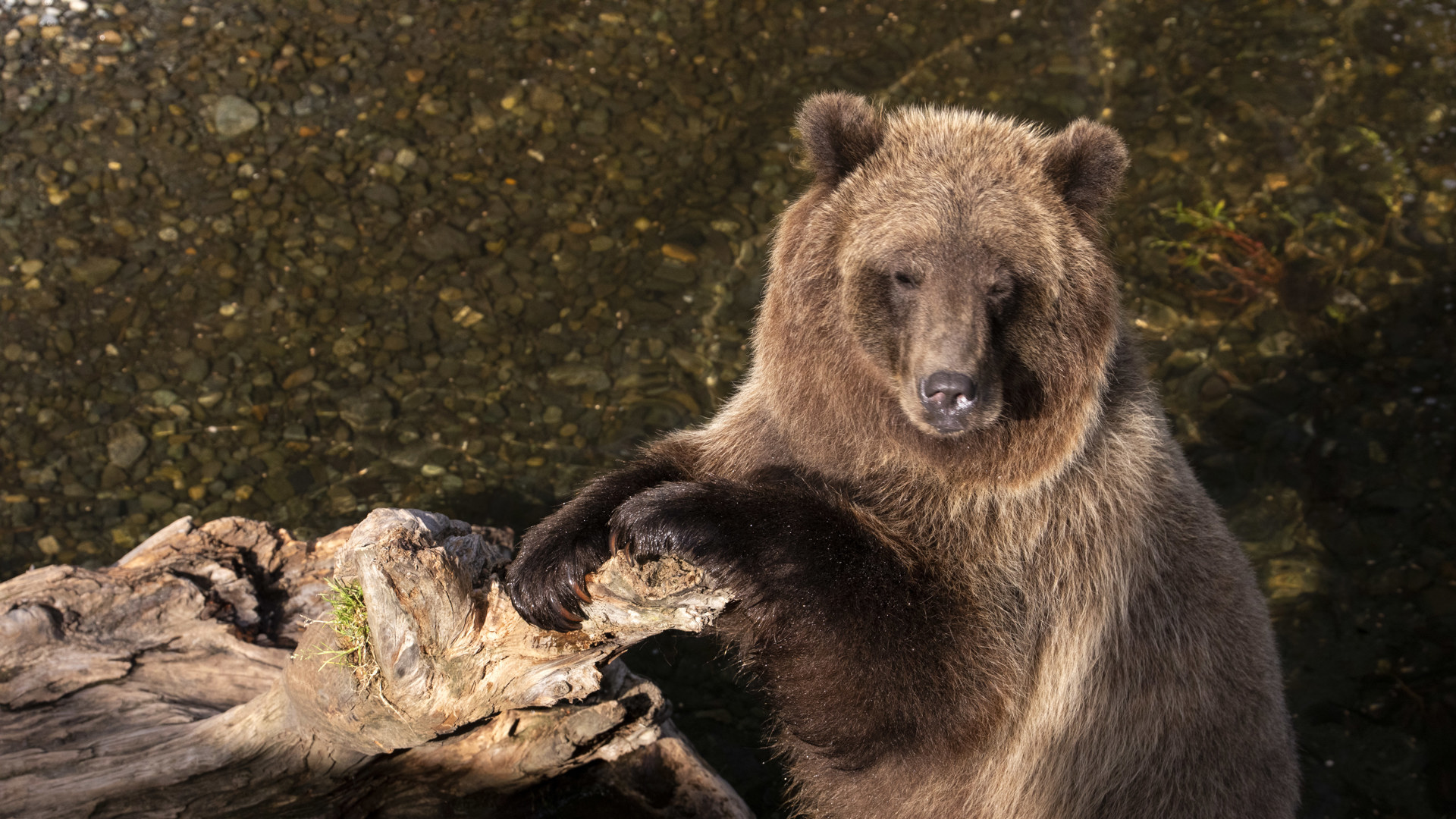 Bear in Alaska