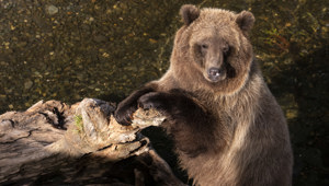 Bear in Alaska