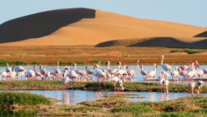 Namibia Wildlife - Viva Expeditions