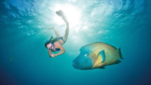 snorkelling GBR - Credit Tourism Port Douglas & Daintree