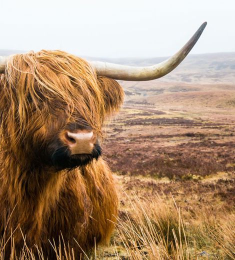 Scotland