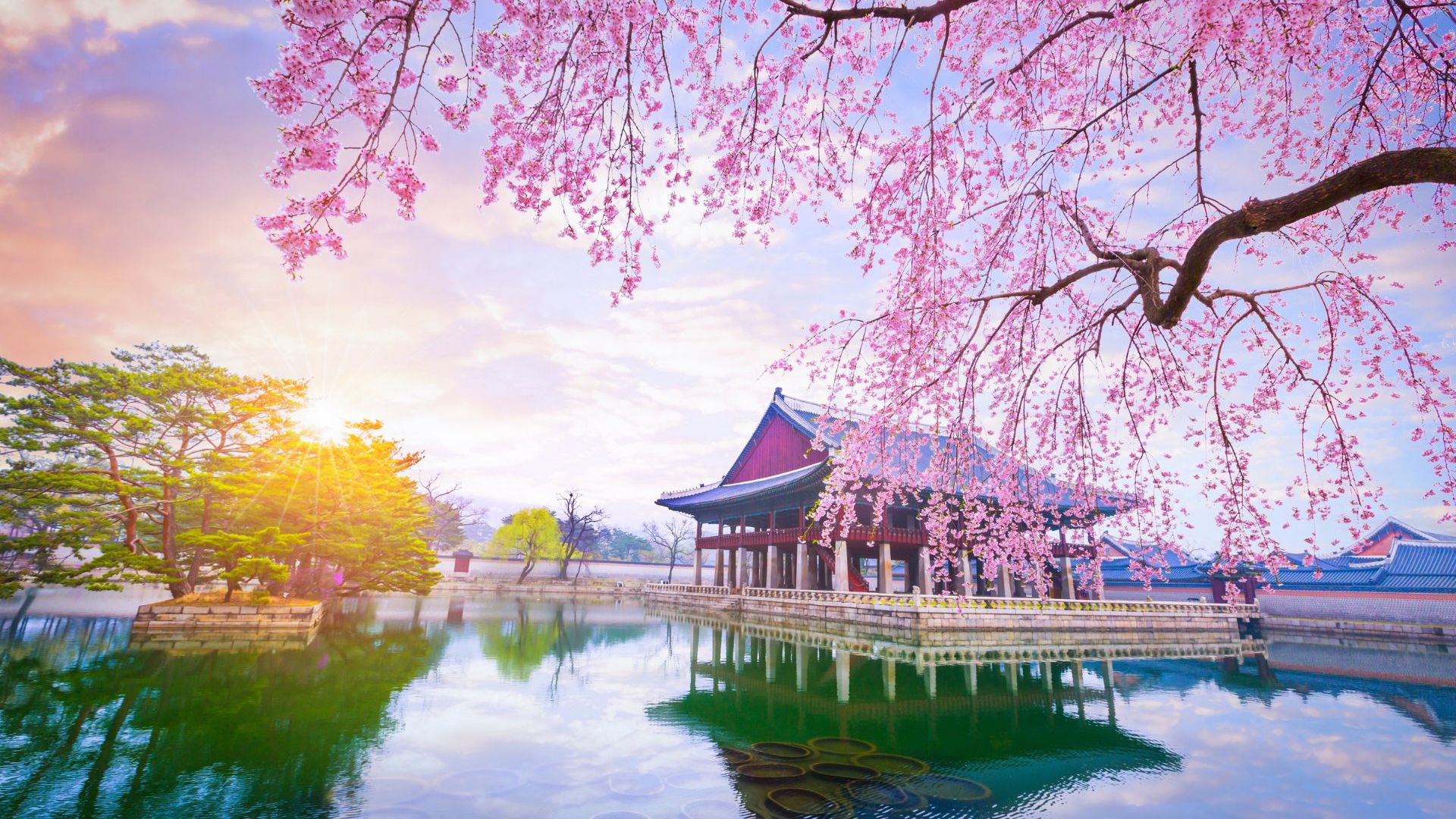 The Korean cherry tree blossom tree - Image credit: Getty Images