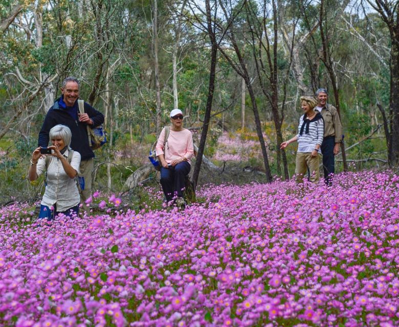 Wildflowers Discovery Pilbara Western Australia Wildflowers 2 © Outback Spirit