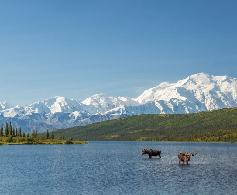 Alaska Moose