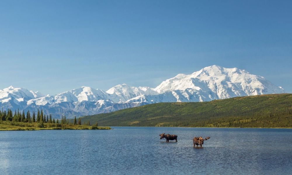 Alaska Moose