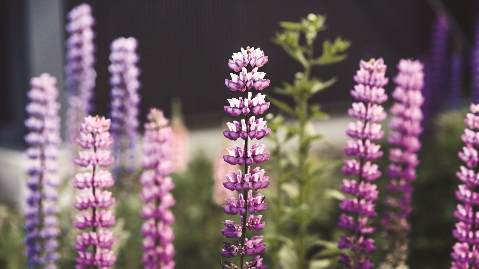 Aomori Hirosaki Park Japan