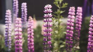 Aomori Hirosaki Park Japan