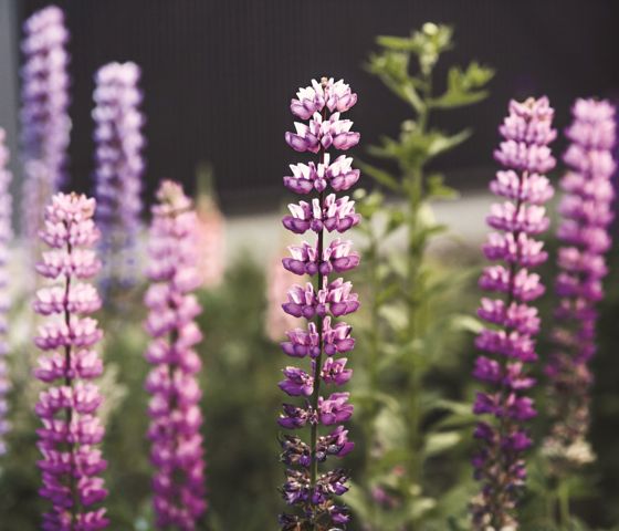 Aomori Hirosaki Park Japan