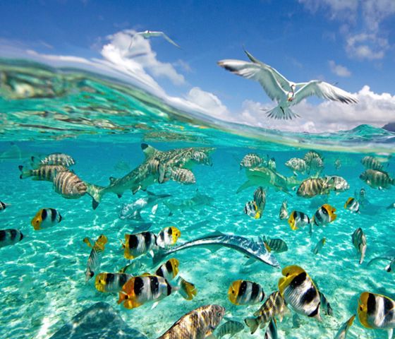 Snorkelling with fish